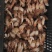 食用菌野生鸡枞菌批发，全国冷链航空发货，品质保证