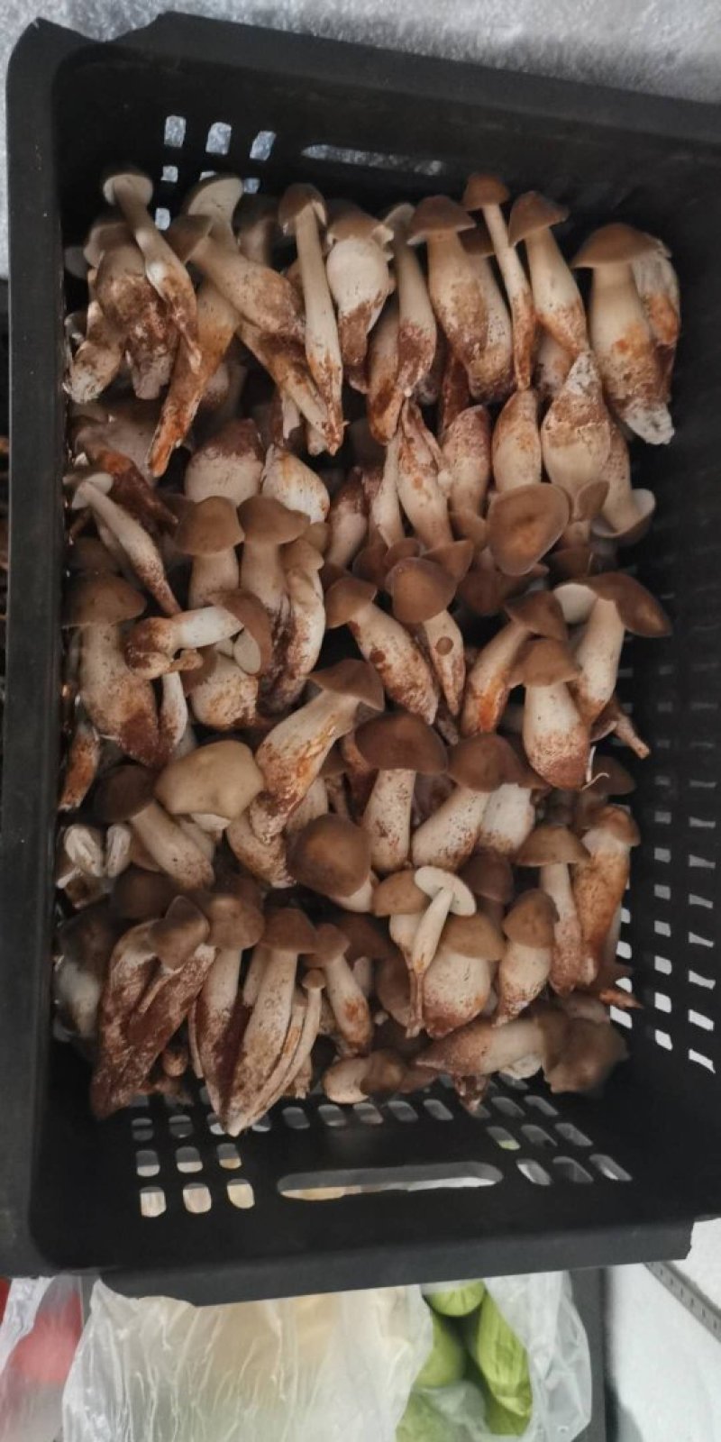 食用菌野生鸡枞菌批发，全国冷链航空发货，品质保证