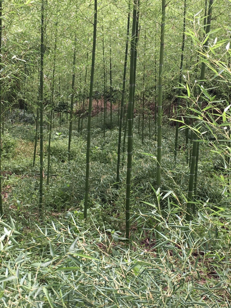 细叶乌头雷竹苗，又名雷公竹，正宗细叶乌头雷竹）成都雷竹