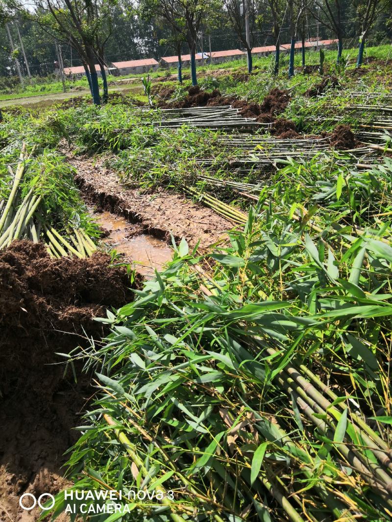 雷竹雷竹苗批发雷竹苗价格出售雷竹雷竹基地直销