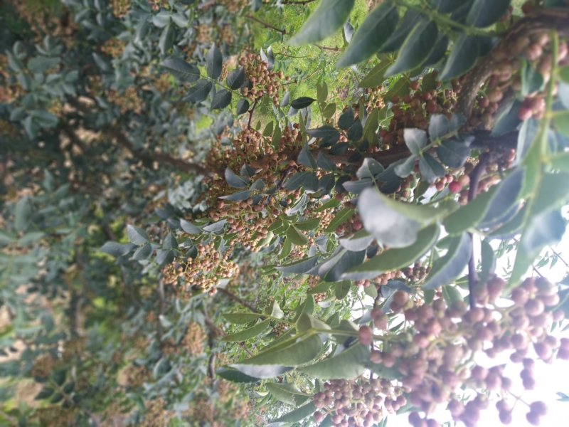 红鲜花椒，大量有货，需要者联系。