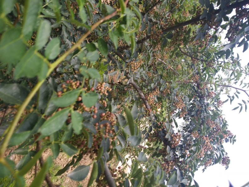 红鲜花椒，大量有货，需要者联系。