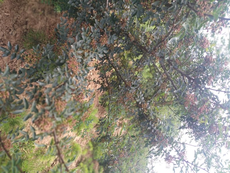 红鲜花椒，大量有货，需要者联系。