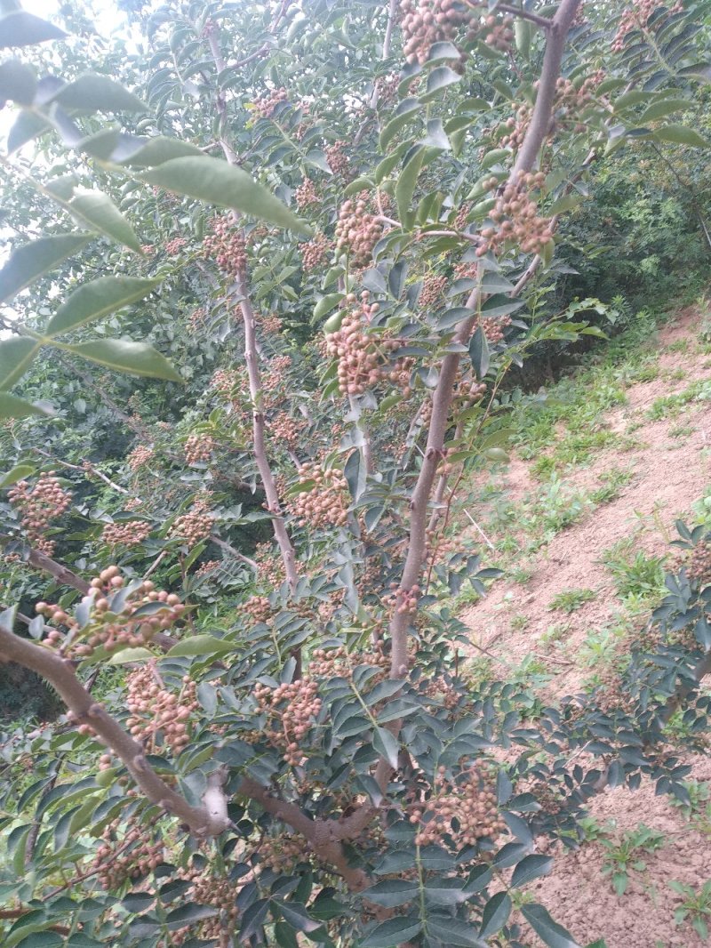 红鲜花椒，大量有货，需要者联系。