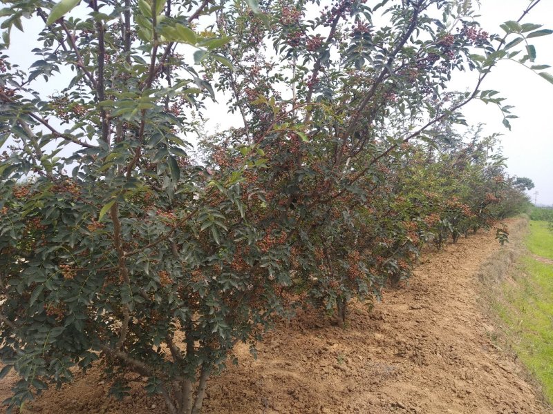 红鲜花椒，大量有货，需要者联系。