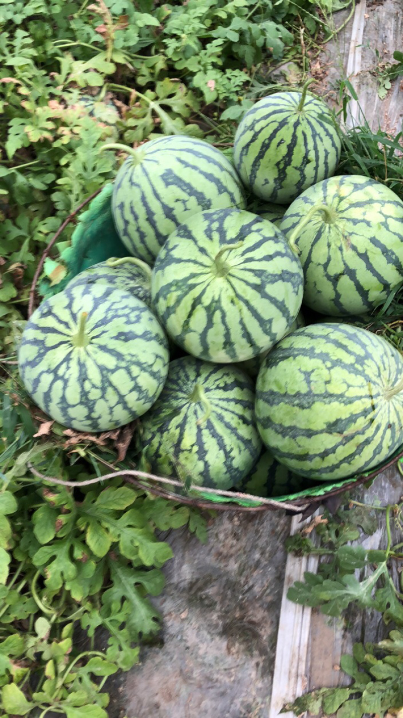 四川头茬无籽美都西瓜大棚西瓜口感好个头大，提供包装