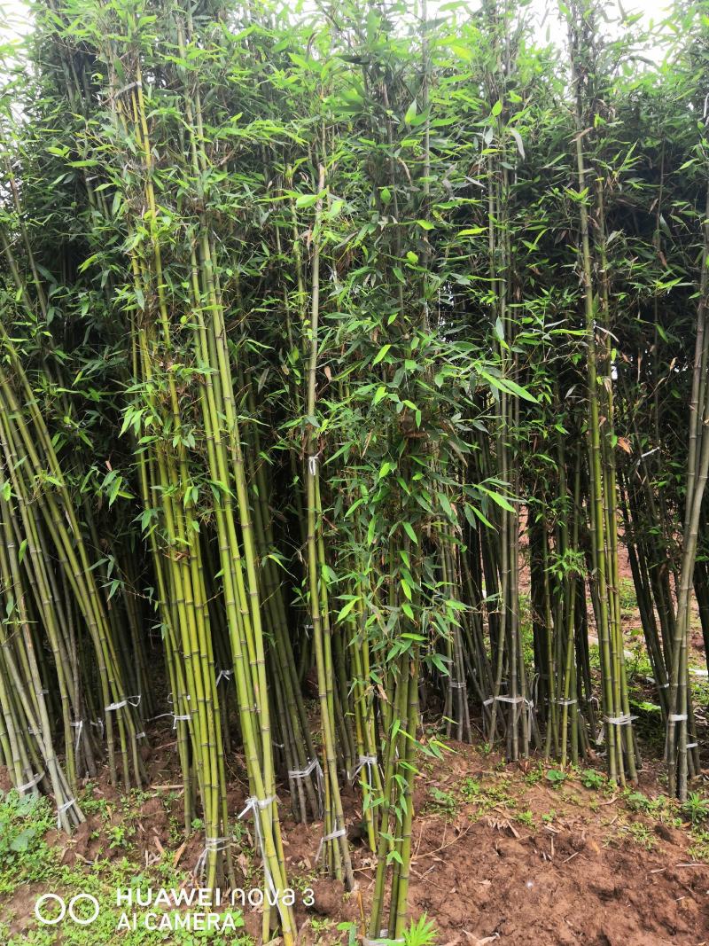 苏北苦竹苗基地苦竹苦竹苗价格苦竹苗批发四季常青竹