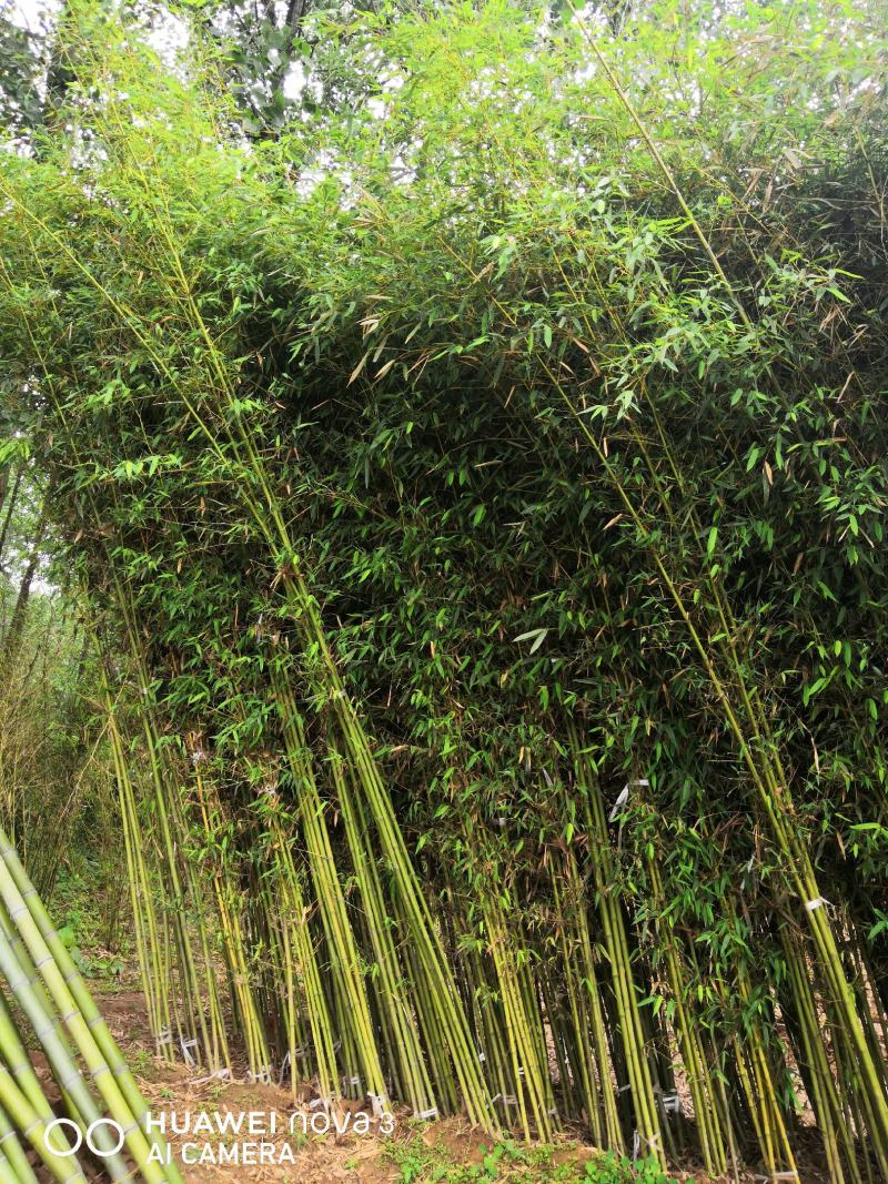 苏北苦竹苗基地苦竹苦竹苗价格苦竹苗批发四季常青竹