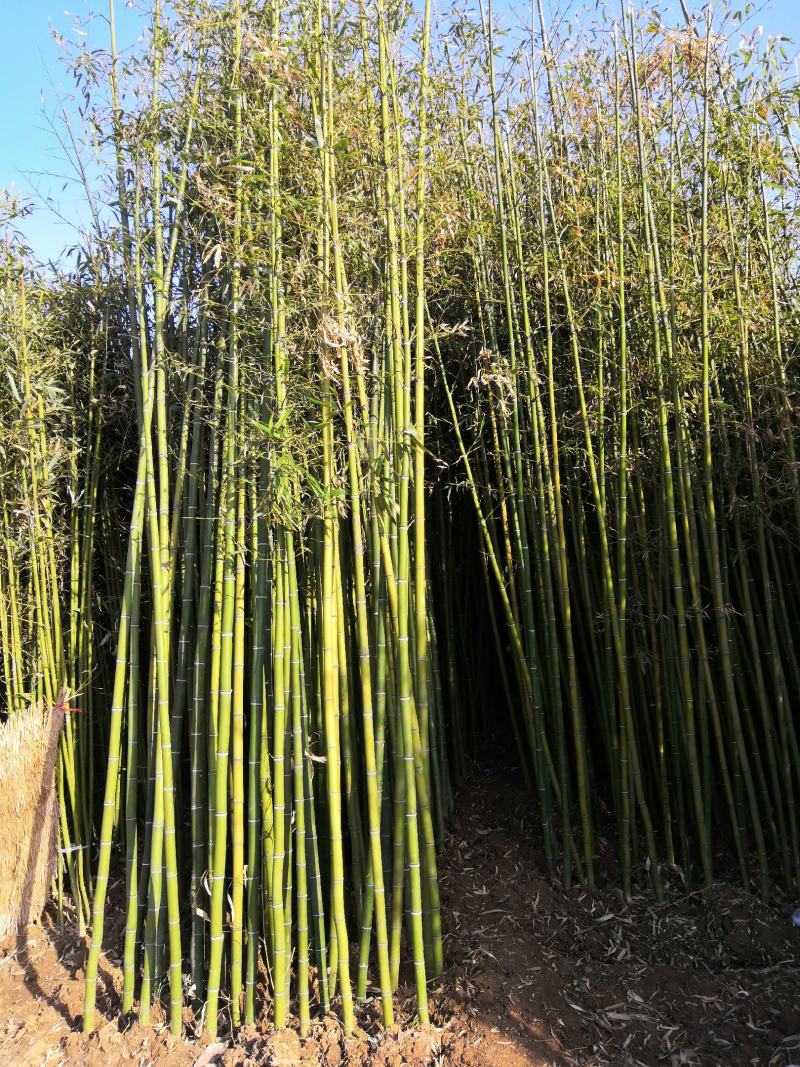 苏北苦竹苗基地苦竹苦竹苗价格苦竹苗批发四季常青竹