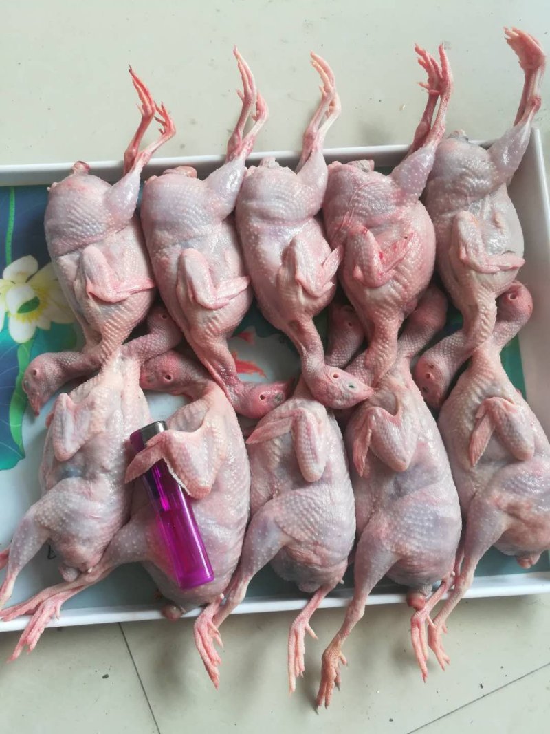 活鹌鹑现杀鹌鹑保证质量