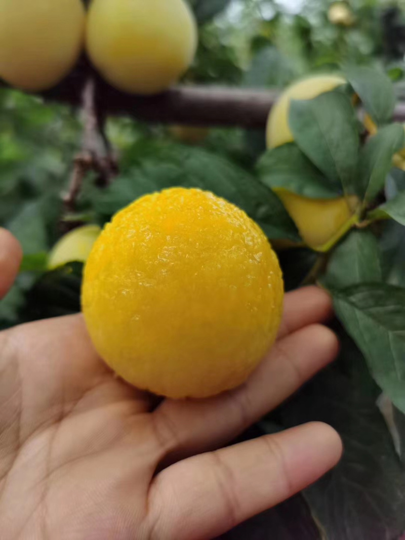 桃花李.蜂蜜李.汁多肉甜