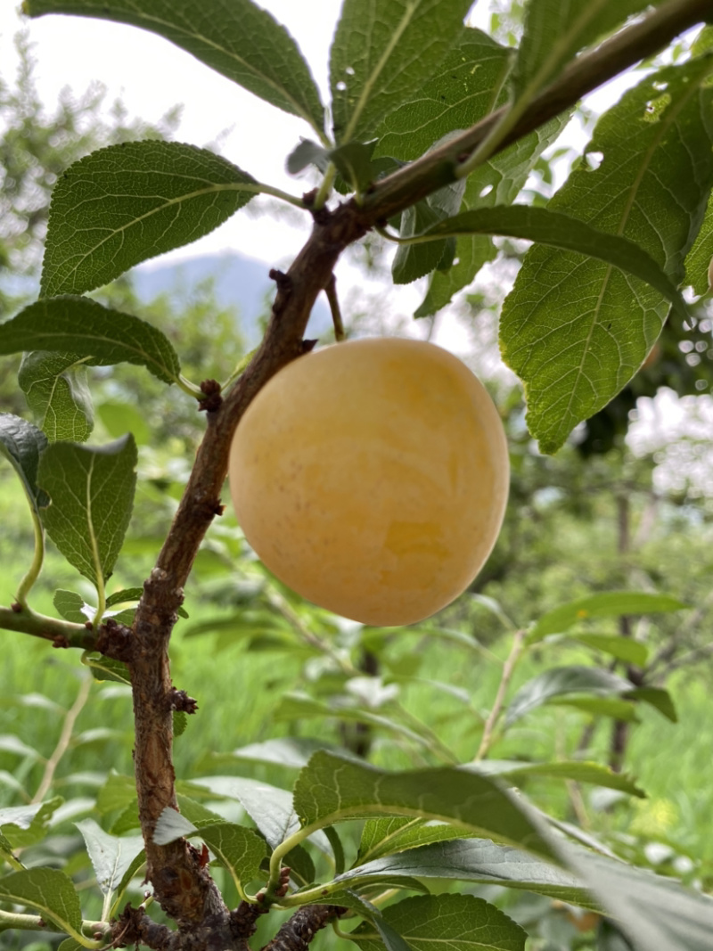 桃花李.蜂蜜李.汁多肉甜