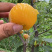 桃花李.蜂蜜李.汁多肉甜