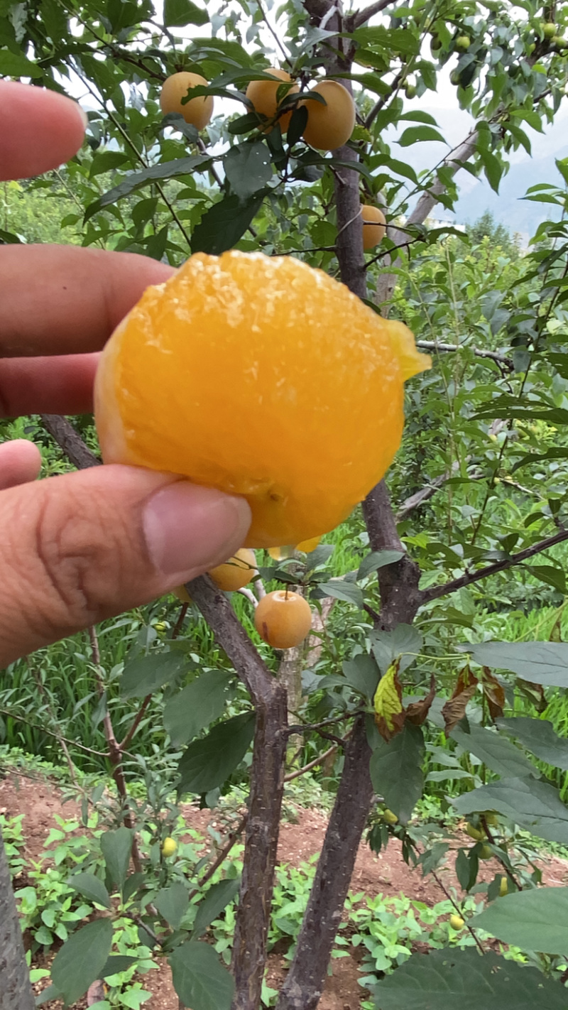 桃花李.蜂蜜李.汁多肉甜