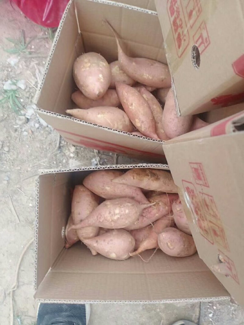 龙薯九号三两以上黄心