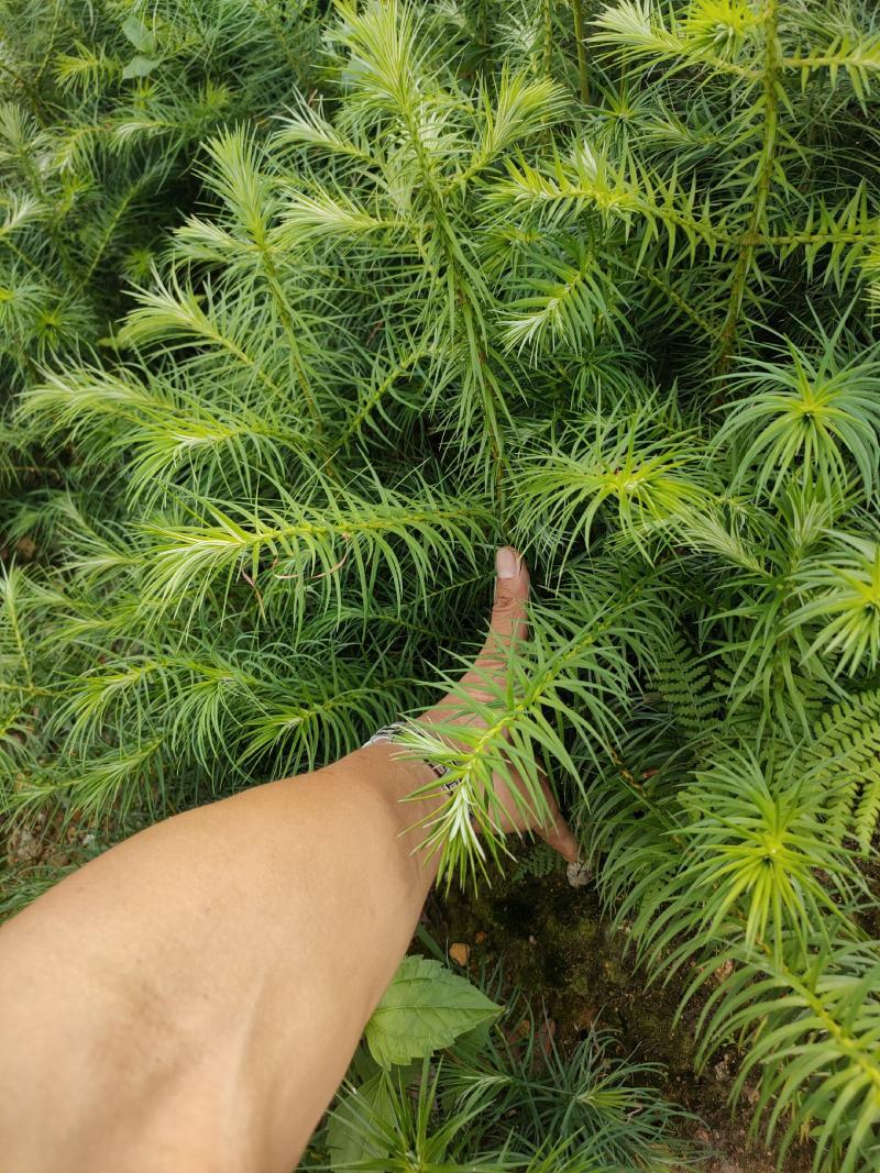 杉树苗一年苗良种苗生长速度快成材率高