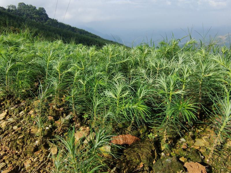 杉树苗一年苗良种苗生长速度快成材率高
