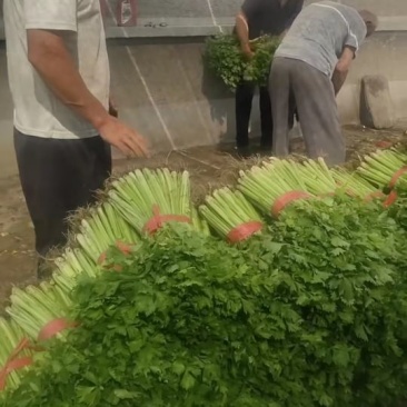 吉林公主岭芹菜大量上市中