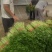 吉林公主岭芹菜大量上市中