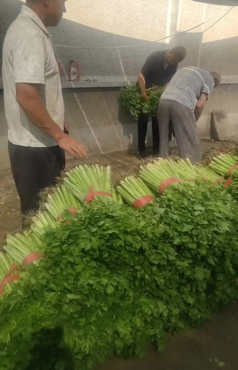 吉林公主岭芹菜大量上市中