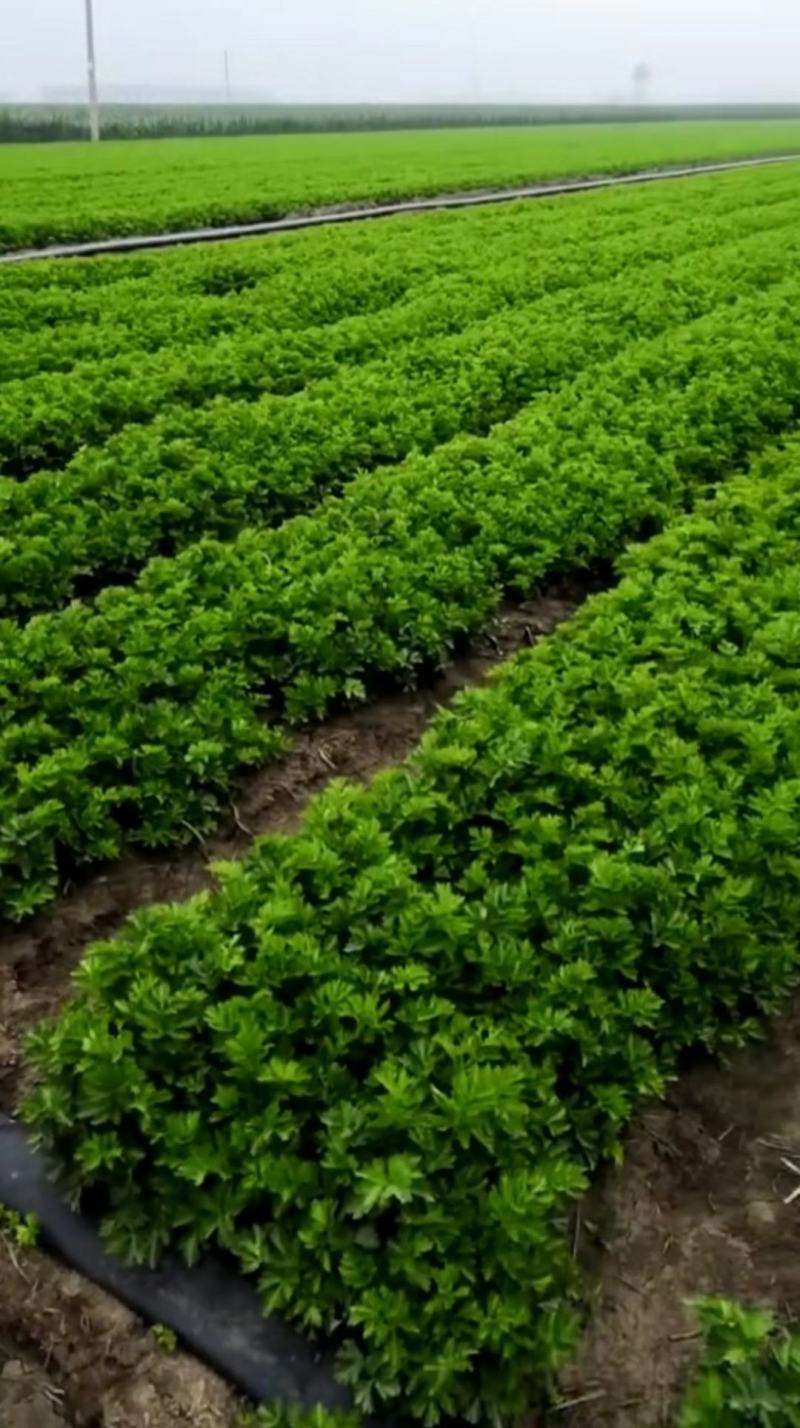 吉林公主岭芹菜大量上市中