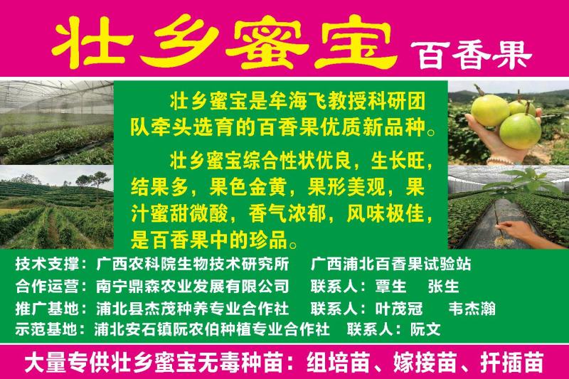 壮乡蜜宝蜂蜜味维蜜黄金百香果产地直供批发一件代发可开发票