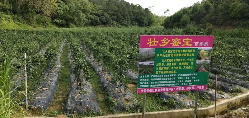 壮乡蜜宝蜂蜜味维蜜黄金百香果产地直供批发一件代发可开发票