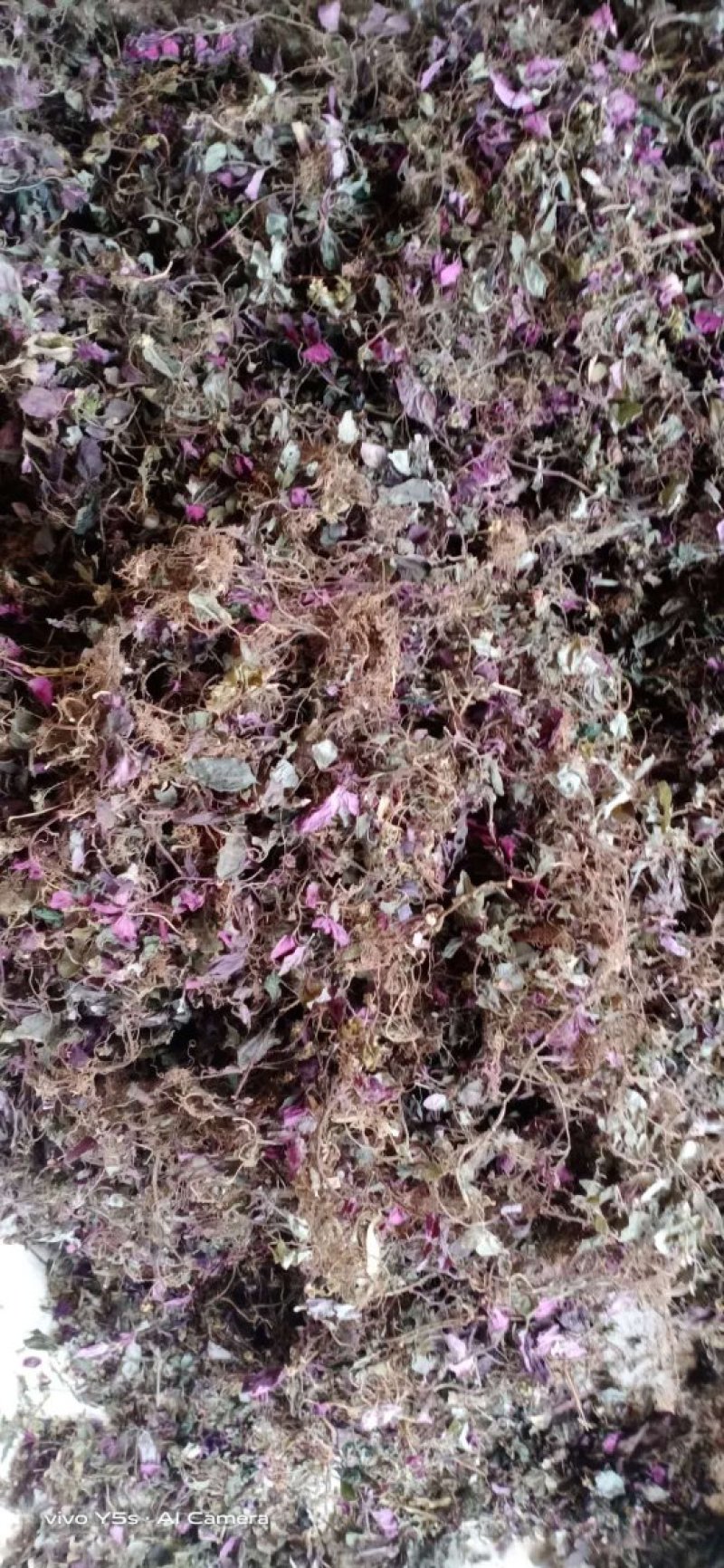 风柜斗草