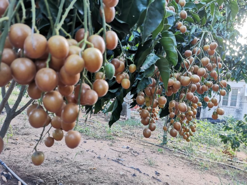 黑黄皮大量上市