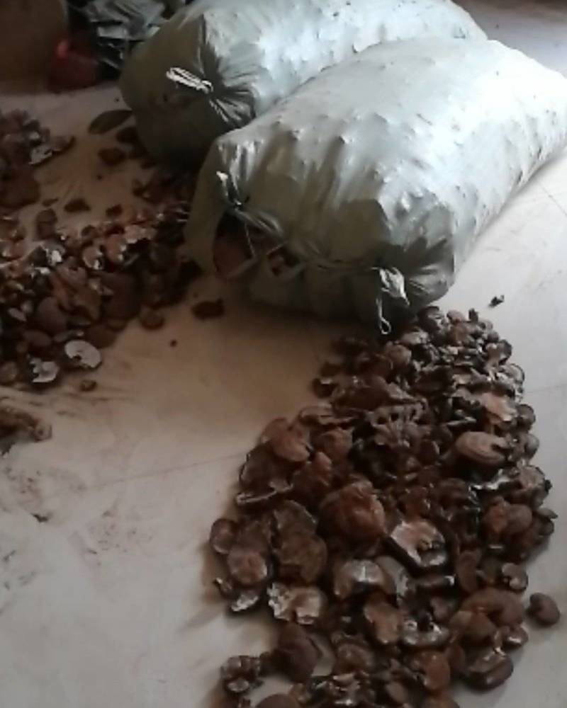 灵芝优质】自家种植真空灵芝养殖基地，自产自销，货真价实