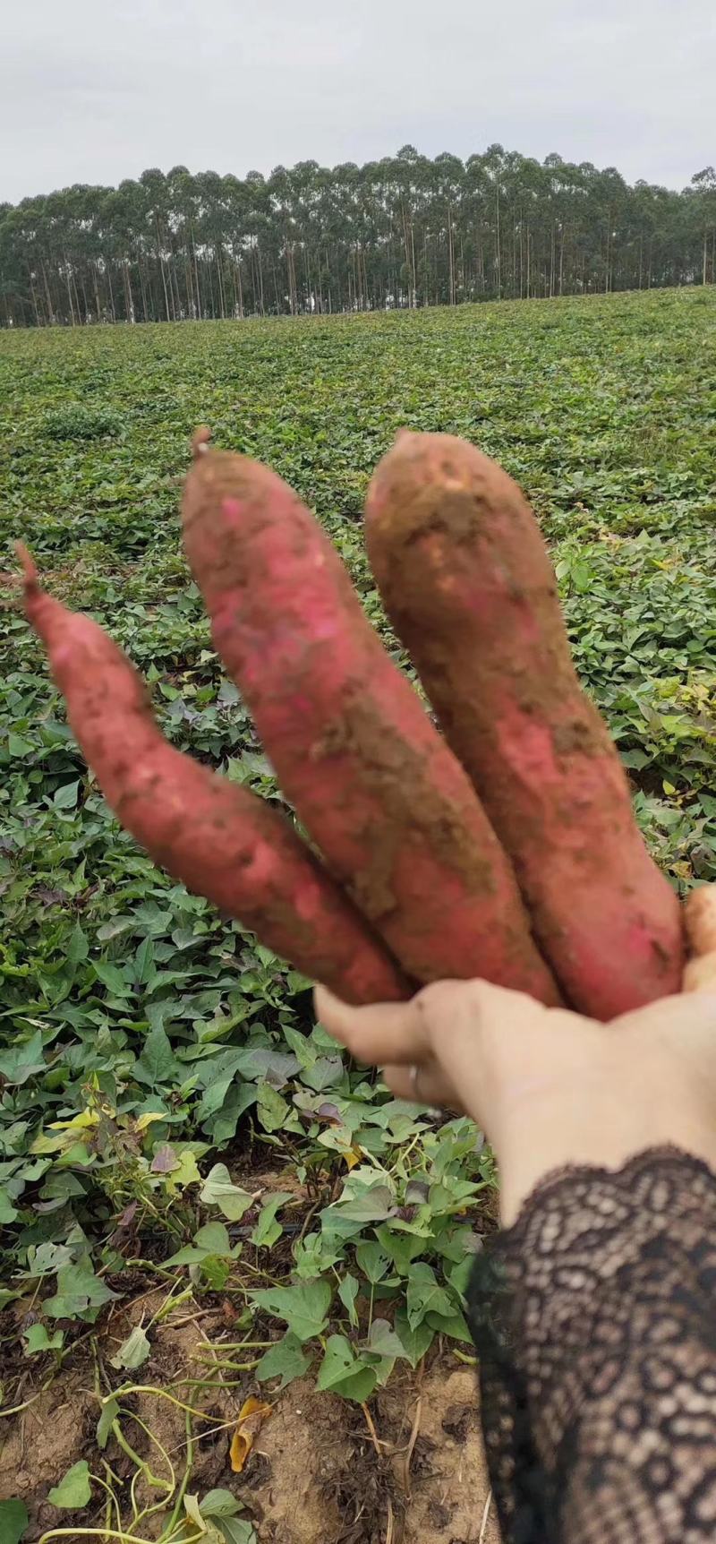 广西北海市合浦县西瓜红红薯，蕃薯，地瓜，