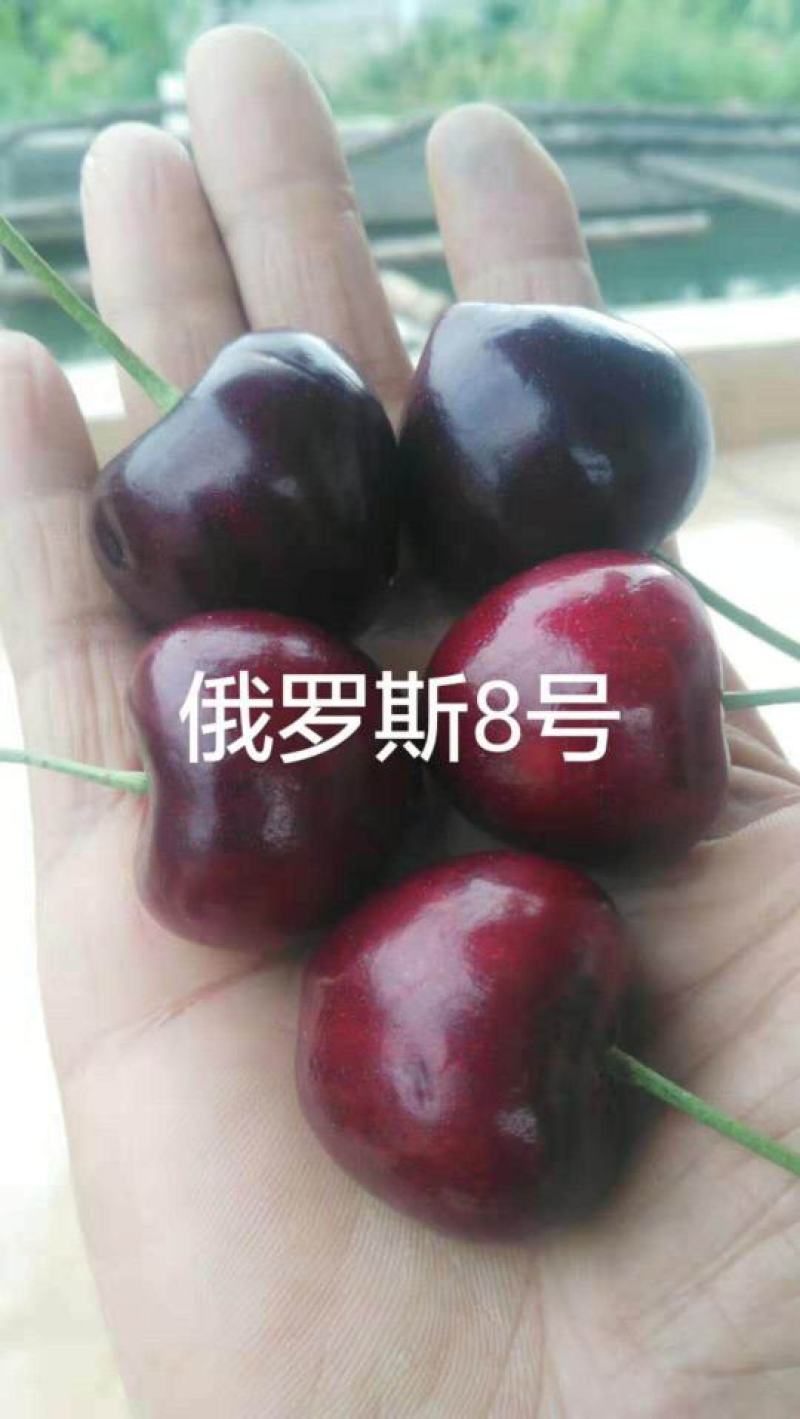 车厘子樱桃苗矮化樱桃树苗美早俄八嫁接樱桃苗