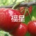 车厘子樱桃苗矮化樱桃树苗美早俄八嫁接樱桃苗