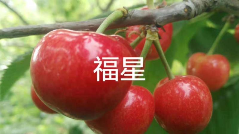 车厘子樱桃苗矮化樱桃树苗美早俄八嫁接樱桃苗