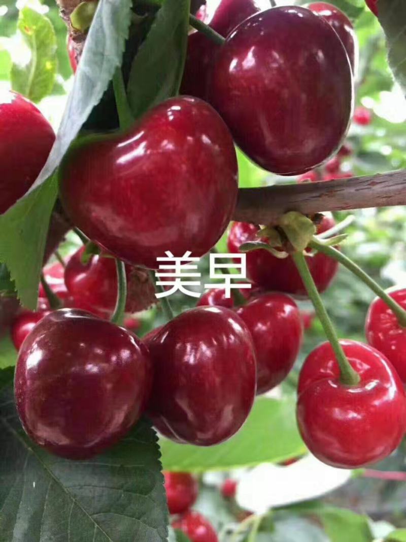 车厘子樱桃苗矮化樱桃树苗美早俄八嫁接樱桃苗
