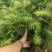 云南山地杉树苗20cm-50cm，刺杉苗