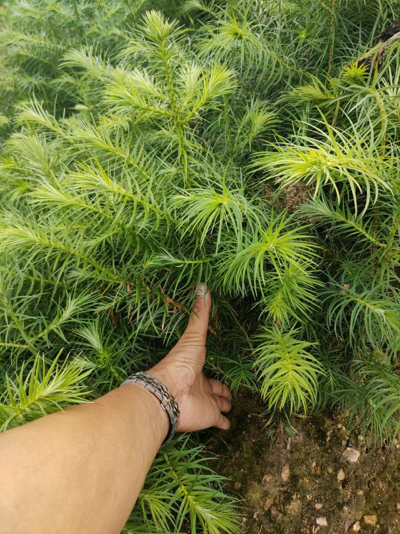 云南山地杉树苗20cm-50cm，刺杉苗