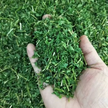 相思茶工厂价批发相思藤茶
