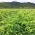 相思茶工厂价批发相思藤茶