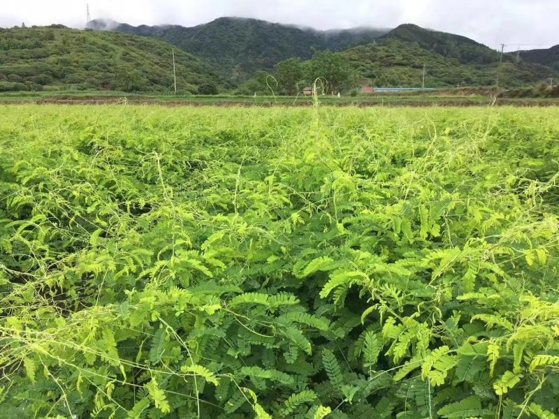 相思茶工厂价批发相思藤茶