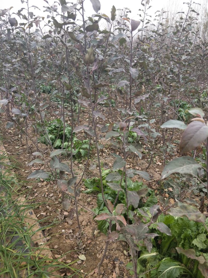 基地梨树苗出售全红梨树苗双红梨树苗早酥红梨嫁接苗