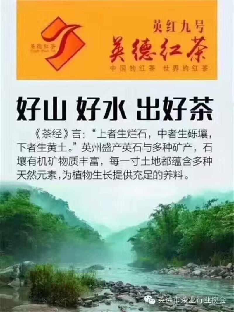 英德红茶鸿雁十二号高香红茶