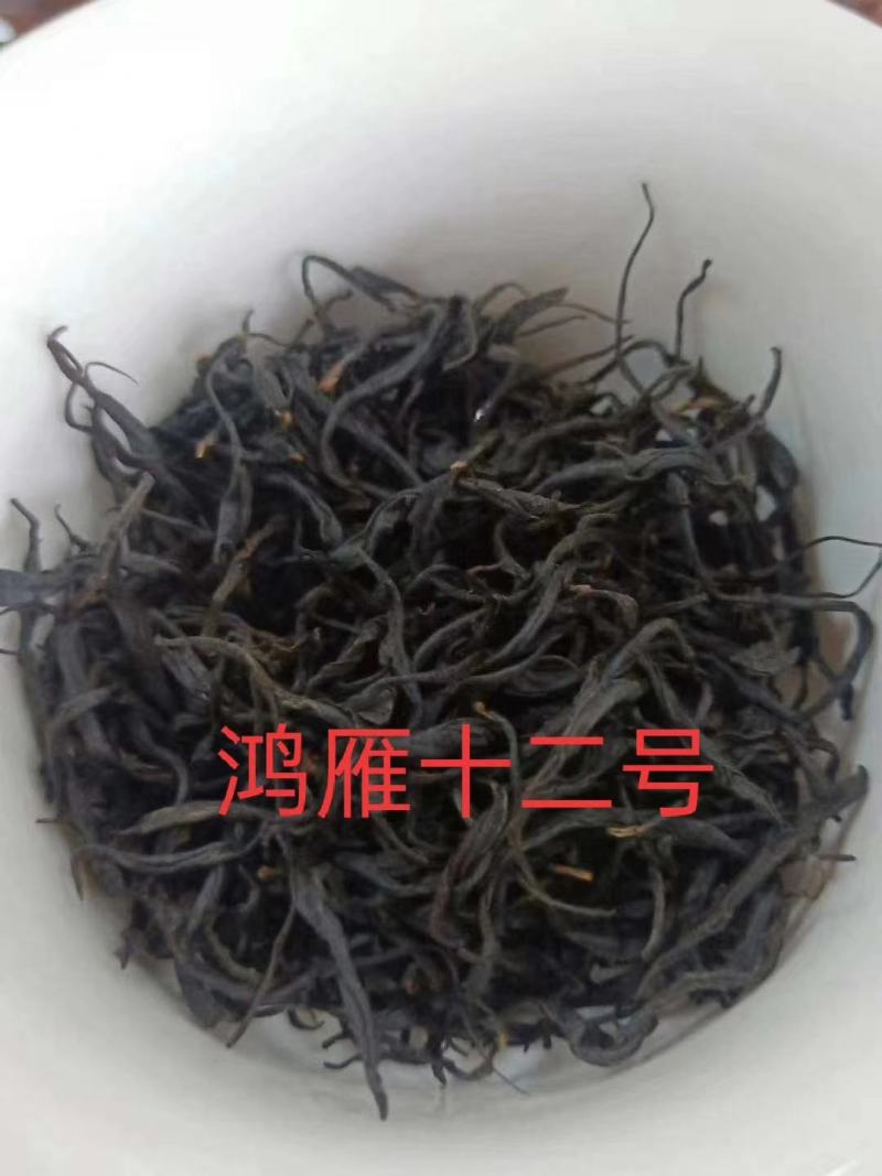 英德红茶鸿雁十二号高香红茶
