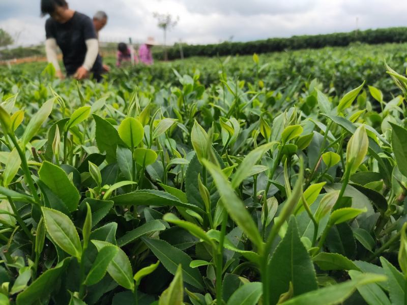 英德红茶鸿雁十二号高香红茶