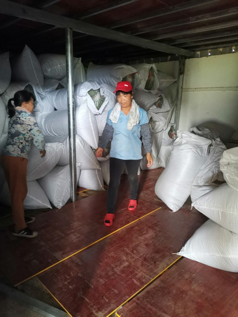 相思茶工厂价批发相思藤茶