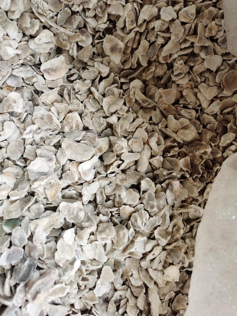 牡蛎生牡蛎煅牡蛎质量保证大片无条件退货