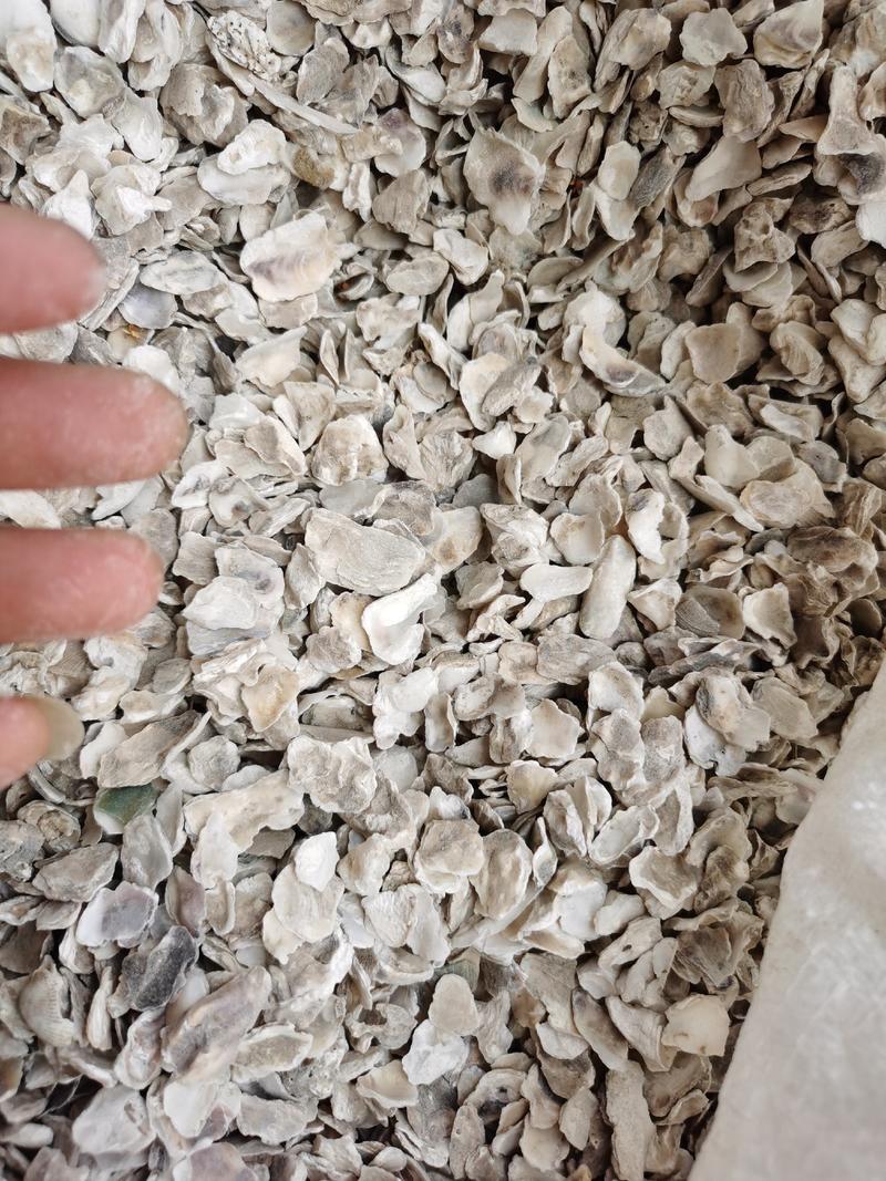 牡蛎生牡蛎煅牡蛎质量保证大片无条件退货