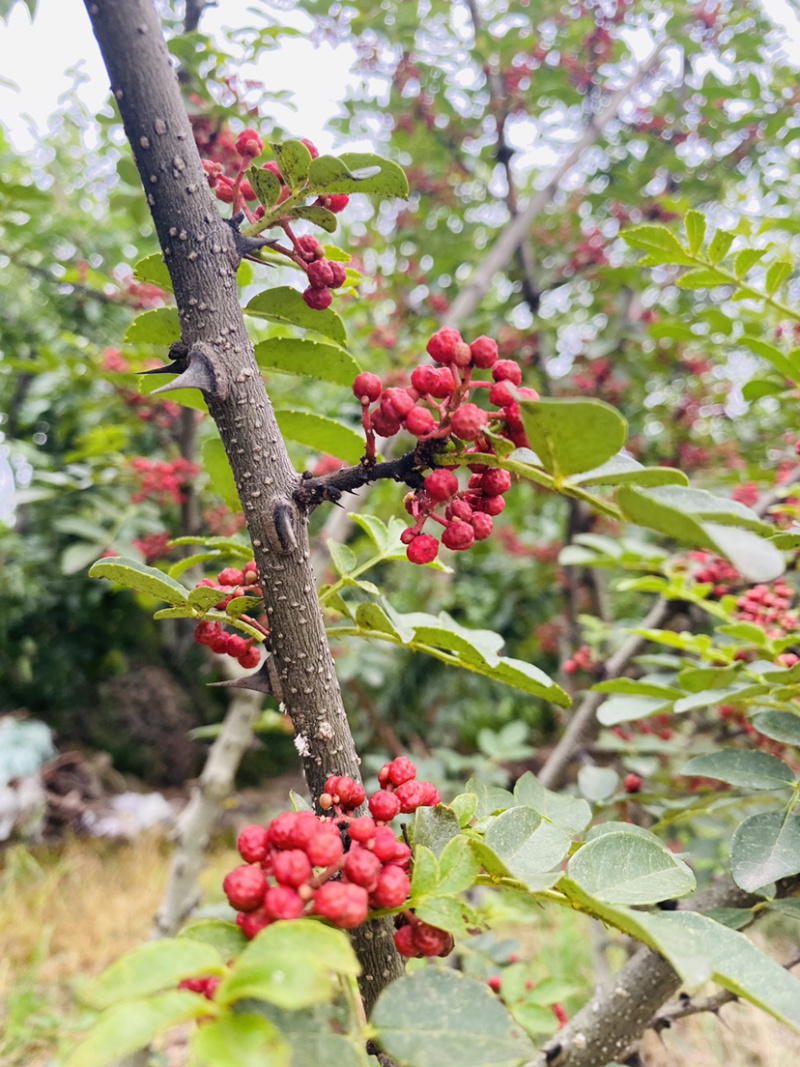花椒
