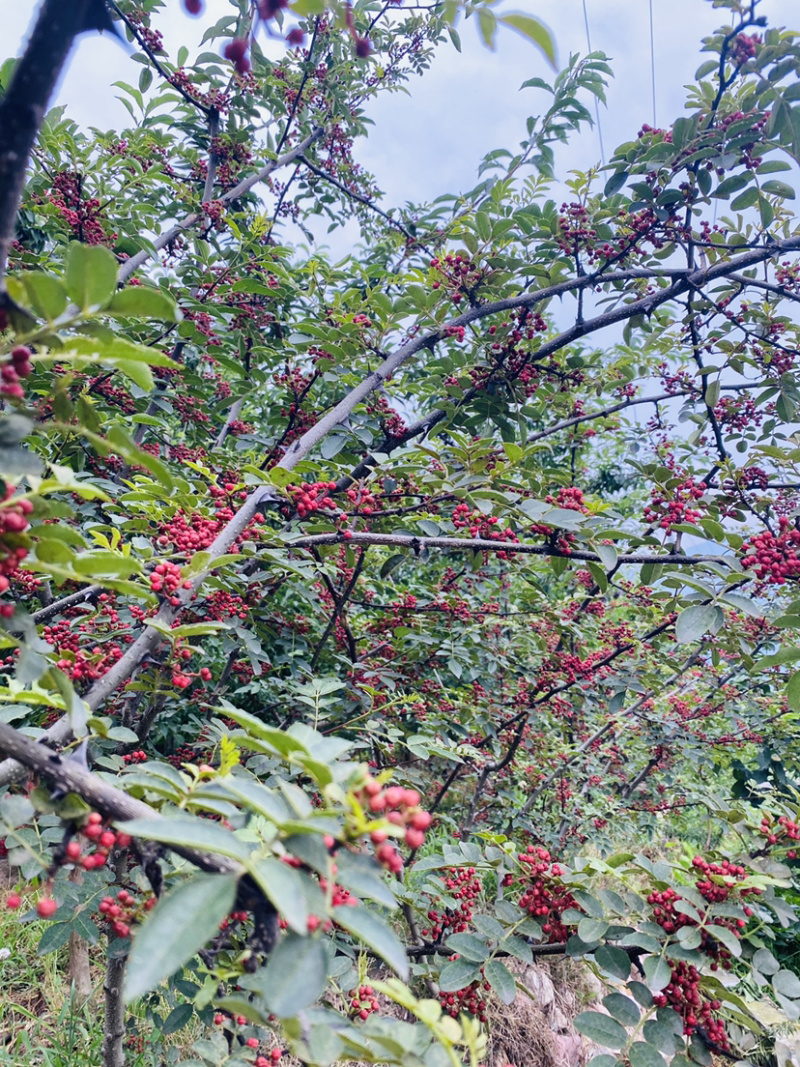 花椒