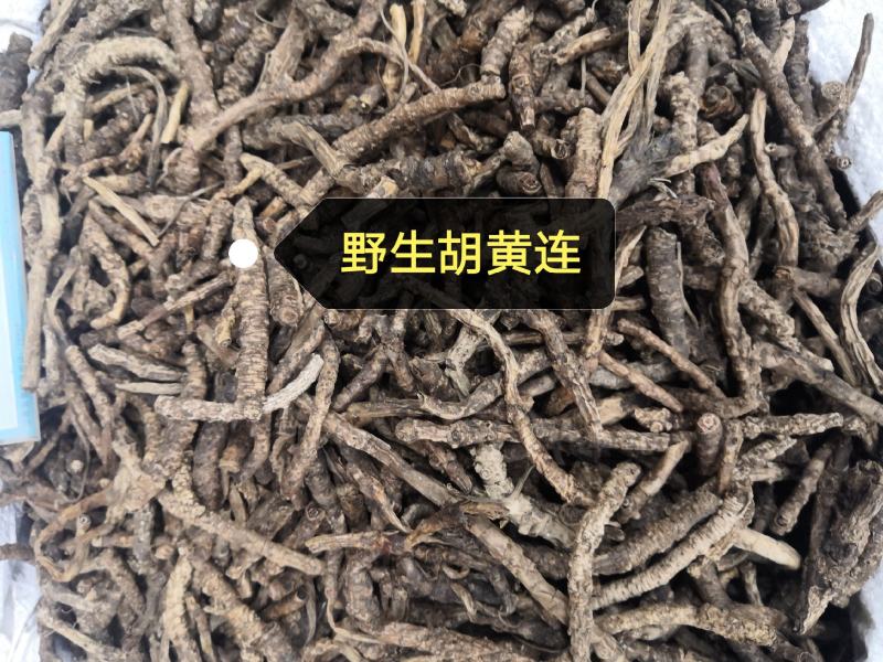 胡黄连西藏胡黄连各种中药材大货批发